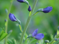 Baptisia australis  bestellen